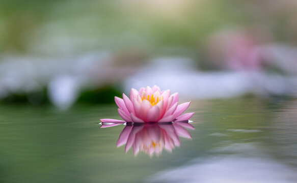 Pink lotus flower in the pond with soft focus and blur background.