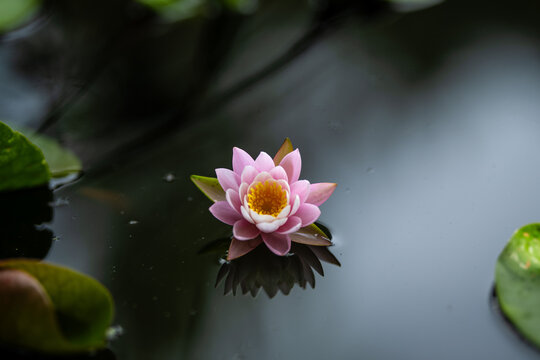 Pink lotus flower or water lily reflected in dark water, view from above
