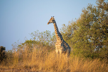 giraffe in the wild © Full Circle Design
