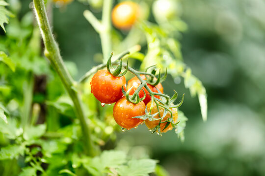 Close of small cherry tomatoes ripening on vine during late summer with bokeh effect in natural sunlight outdoors in garden