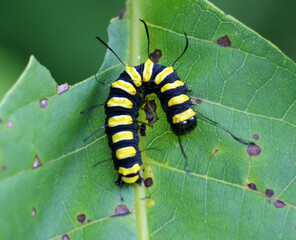 Naklejka premium In nature, on a plant alder moth caterpillar (Acronicta alni)