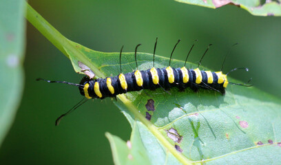 Naklejka premium In nature, on a plant alder moth caterpillar (Acronicta alni)