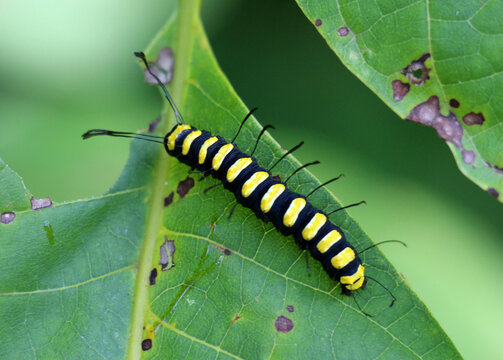 In nature, on a plant alder moth caterpillar (Acronicta alni)