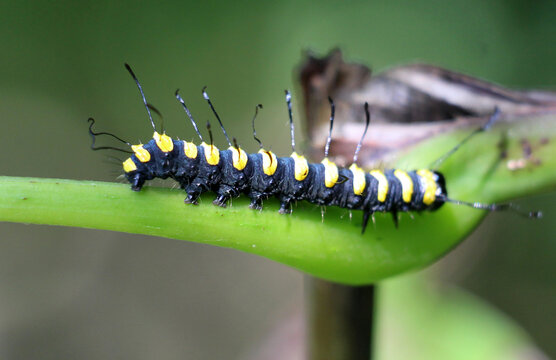 In nature, on a plant alder moth caterpillar (Acronicta alni)