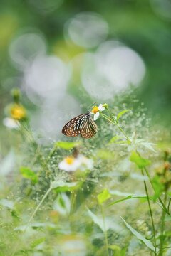 butterfly on the grass