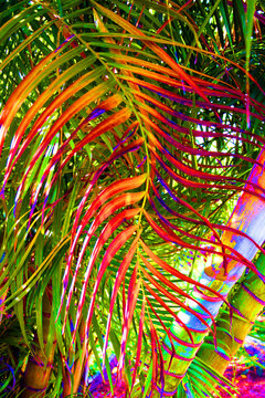 wild and wavy distorted palm frond in intense colors