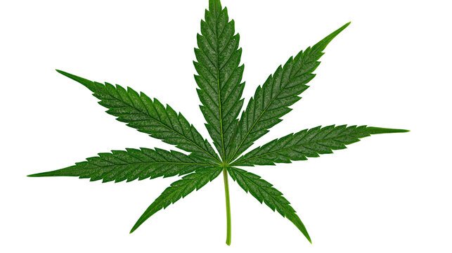 Isolated vivid green marijuana leaf with prominent veins and serrated edges, fresh organic plant.