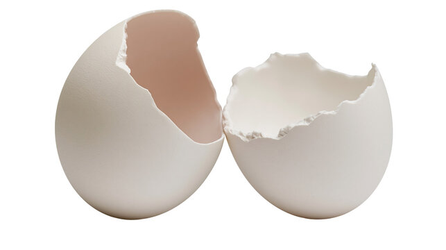 Isolated two broken empty eggshell halves with natural rough jagged edges and delicate texture.