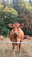 Fototapeta premium cow and calf