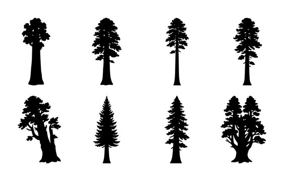 Diverse Tree Silhouettes: Sequoia, Pine, Fir, Redwood Vector Icons for Nature and Forest Design