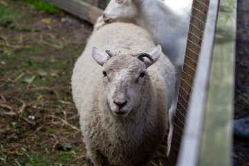 White sheep in a pen © fluffandshutter