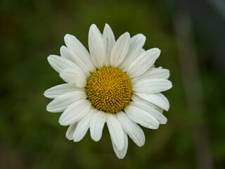 Fototapeta premium Close-up of a white oxeye daisy flower with a bright yellow center and natural pollen