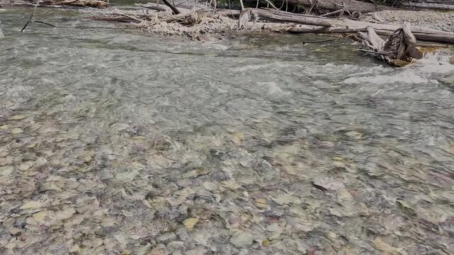 Clear water flows over smooth river stones. Ripples move gently across the surface. Driftwood rests along the shallow streambed