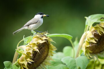 Eurasian Marsh Tit (Poecile palustris) bird perched on a dried sunflower (Helianthus annuus) seed head in a field, natural blurry green background. © czjonyyy
