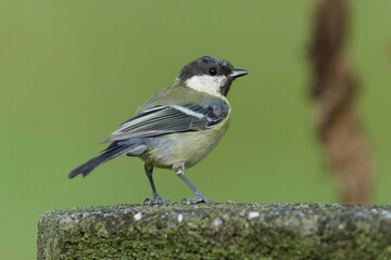 Great Tit Parus major passerine bird perched on a thick thorny plant stem in nature, male with distinct black chest band bird © czjonyyy
