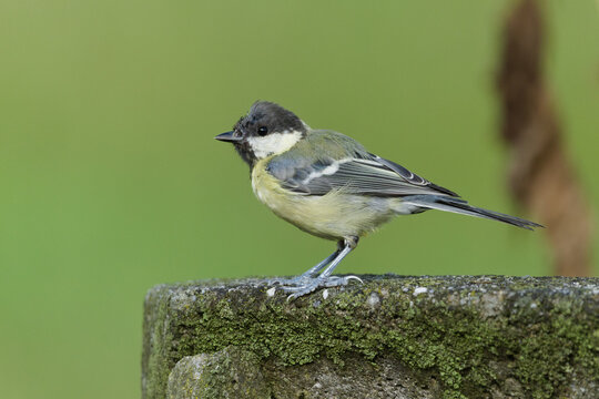 Great Tit Parus major passerine bird perched on a thick thorny plant stem in nature, male with distinct black chest band bird