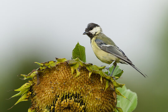 Great Tit Parus major passerine bird perched on a thick thorny plant stem in nature, male with distinct black chest band bird