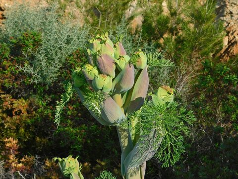 A giant fennel, or Ferula communis, wild plant, beginning to blossom, in Attica, Greece
