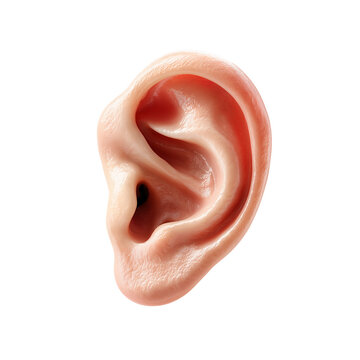 Realistic 3D Render of a Human Ear Isolated on White Background
