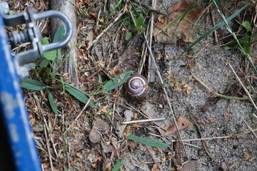 Garden Snail Hiding Inside Its Shell © Natallia