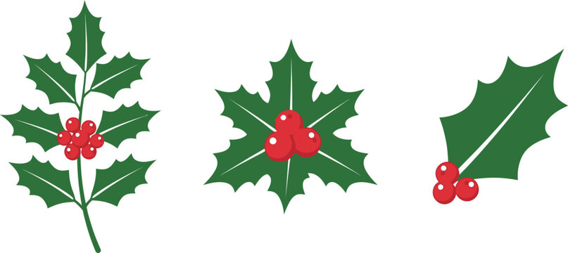 A collection of three distinct holly leaf and berry illustrations featuring a vertical branch, a cluster design, and a single leaf with a berry bunch