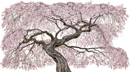 Fototapeta premium Isolated majestic ancient weeping cherry blossom tree in full bloom, delicate pink flowers