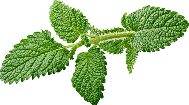 Isolated fresh green sprig of aromatic mint or lemon balm leaves, bright healthy natural herb