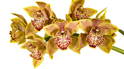 Isolated vibrant yellow spotted orchids blooming, elegant exotic flowers on a stem © David
