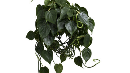 Isolated heart-leaf philodendron houseplant with lush green trailing vines and foliage © David
