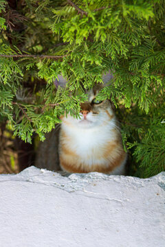 Cat Peeking Through Green Thuja Branches Behind Stone Wall, Medium Close-Up