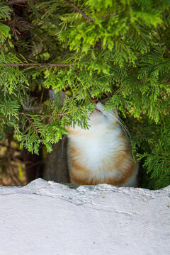 Calico Cat Hiding Behind Green Thuja Bush Looking Up, Medium Close-Up