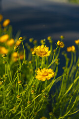 Fototapeta premium Yellow Wildflowers Blooming in Warm Sunlight Against Dark Blue Background