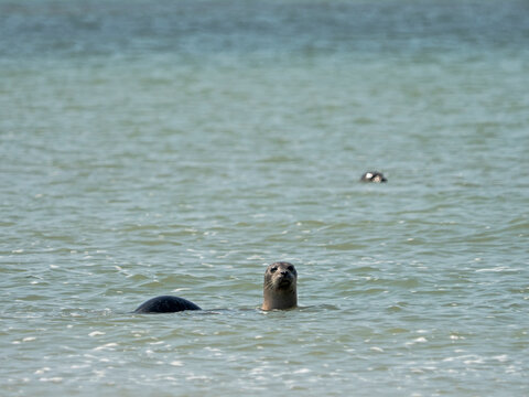 Harbor seals in the Atlantic
