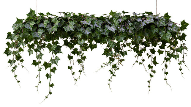 Isolated detailed vibrant green ivy plant border with lush leaves and flowing tendrils
