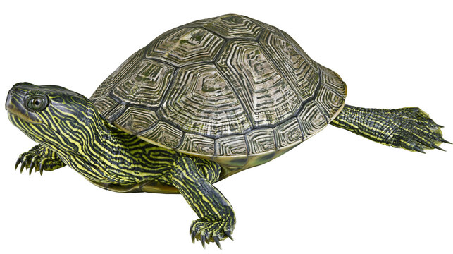 Isolated vivid freshwater turtle, a beautiful reptile with patterned shell and striped skin.