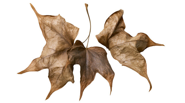 Isolated group of dry fallen autumn leaves with intricate textures and natural brown colors