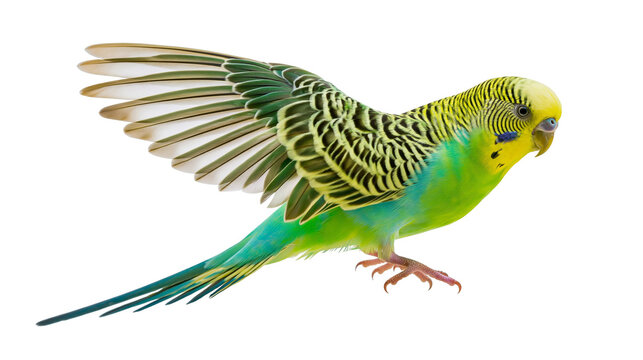 Isolated vibrant green and yellow budgerigar with wings spread, in dynamic flight action.