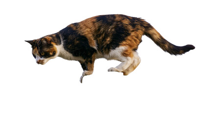 Isolated calico cat mid-pounce, a domestic feline with beautiful tricolor fur in action. © Lucas