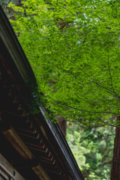 A traditional wooden roof eave beneath vibrant green maple leaves at a shrine in Japan, vertical composition.