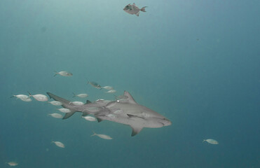 Obraz premium Bull Shark Swimming with School of Fish