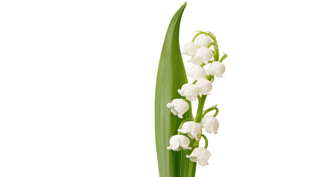 Isolated delicate lily of the valley flowers with vibrant green leaf, beautiful botanical subject