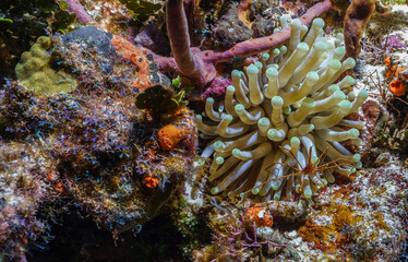 Spider Crab on Sea Anemone at Punta Tunich © Kyle
