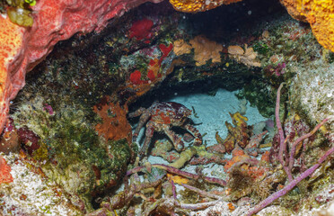 Spider Crab in a Rocky Overhang © Kyle