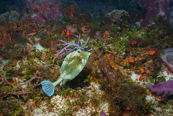 Copper Trunkfish at Punta Tunich © Kyle