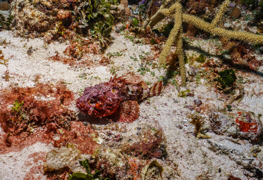 Red Scorpionfish Camouflaged on Sandy Bottom, Cozumel