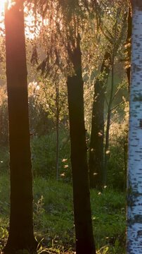 Sunlight streams through the trees in a peaceful forest, highlighting the lush greenery and creating a calming ambiance during sunrise
