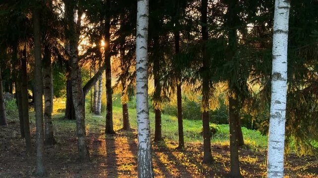 Sunlight streams through the trees in a forest, creating long shadows on the ground as the evening light enhances the tranquil atmosphere