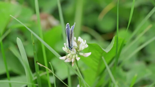 Hauhechel-Bl&auml;uling (Polyommatus icarus)