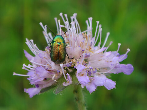 Pot beetle (Cryptocephalus sericeus) on a field scabious flower