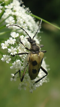 Four-spotted longhorn beetle (Pachyta quadrimaculata) feeding on wild chervil flowers